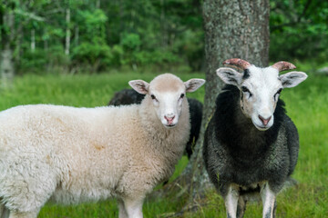 Sheep in grassy field © Image Source RF