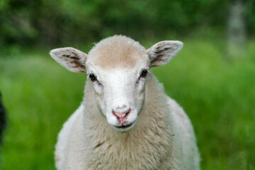 White sheep looking at camera © Image Source RF
