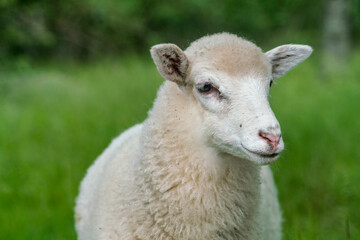 White sheep looking in grassy field © Image Source RF