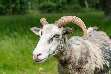 Sheep in grassy field © Image Source RF