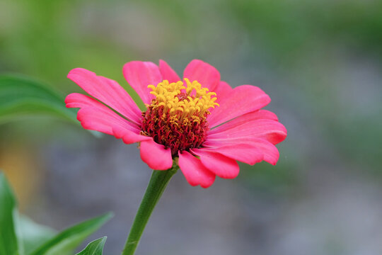 Closeup single blooming red Zania flower plant with yellow pollen