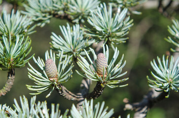 Forming cones, lebanon cedar, cedrus libani