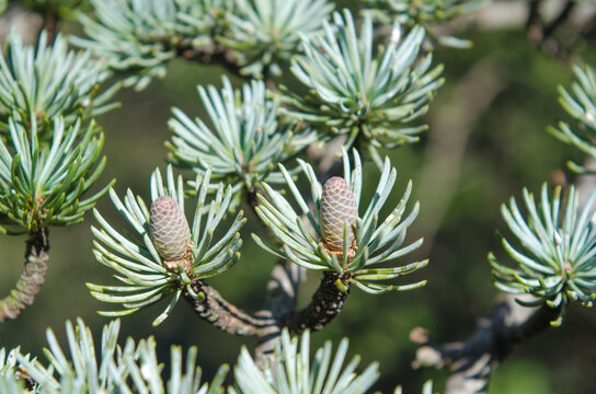 Forming cones, lebanon cedar, cedrus libani