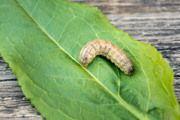 Obraz premium a large caterpillar on a green leaf, the background is wooden