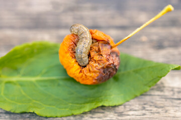 cockchafer larva crawls out of an apple