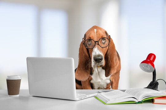 Cute big dog working on laptop impersonating a business person