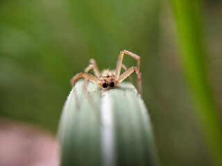 spider on a web