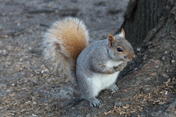 Naklejka na ściany i meble Squirrel at Central Park, NYC