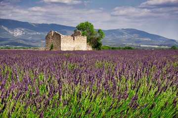 Lavendelfeld mit Ruine in der Provence