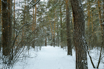 Pine winter snowy forest on a cloudy frosty day