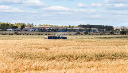 Harvester machine working in harvest rice field