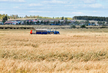 Fototapeta premium Harvester machine working in harvest rice field