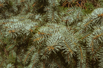 Naklejka na ściany i meble Blue spruce. Spruce branch. Christmas tree in nature. A beautiful fir branch with needles. Spruce close-up. Selective focus blur.