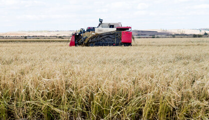 Obraz premium Harvester machine working in harvest rice field