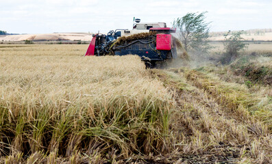 Harvester machine working in harvest rice field