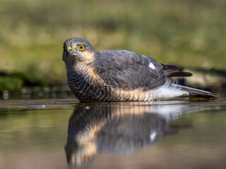 Eurasian sparrowhawk - Accipiter nisus