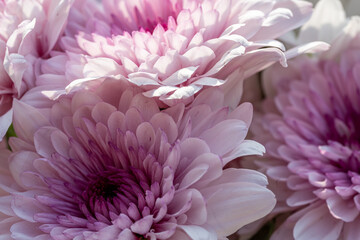 Pink Aster flowers in bloom.