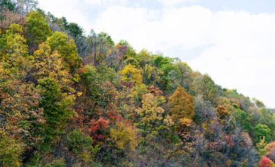 Autumn mountain landscape with colorful forest