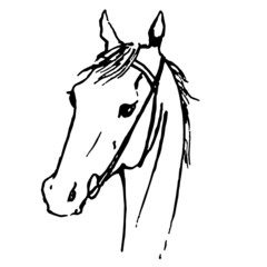 Hand drawing horse head. Pony`s snout portrait. Silhouette with equestrian sport bridle. Black on white line art. Hobby vector logo simple style.