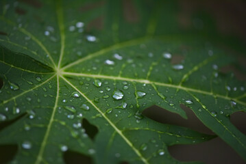 Rain drops on the papaya leaf is very cool fresh in summer season.