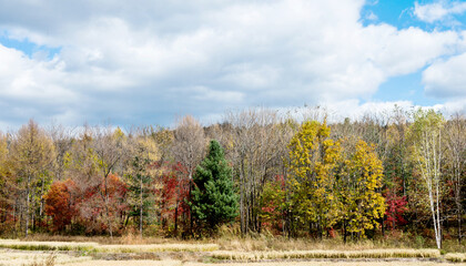 Obraz premium Beautiful autumn day in the forest with colorful leaves