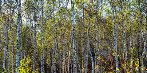 Beautiful scene with birches in yellow autumn
