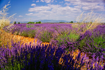 Obraz na płótnie Canvas Lavendelfeld in der Provence, Südfrankreich