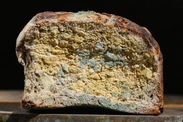 Moldy fungus on food. Fluffy spores mold on a bread. Selective focus