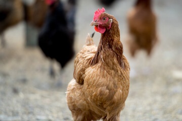 Brown hen in bio farm. Outdoor free range chicken.