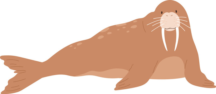 Cute Walrus Childish Cartoon Illustration