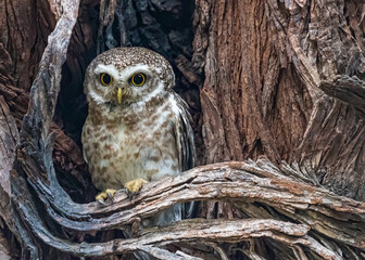 Spotted Owl in a nest