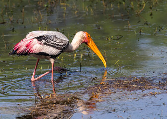 Painted Stork in search of food