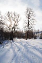 Fototapeta na wymiar Forest nature winter the sun shines through the clouds, sunlight, shadows from the trees fall on the snow. cold weather, spring has come.