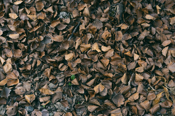 자박자박한 나뭇잎