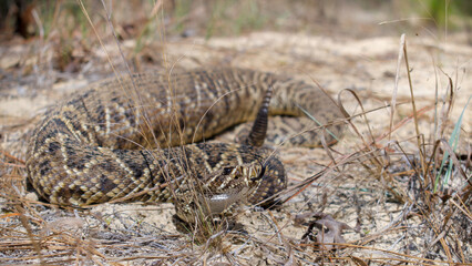Wild adult eastern diamond back rattlesnake - crotalus adamanteus - with very large meal in its stomach, showing signs of recently eating.  Likely a cottontail rabbit. Natural habitat in situ