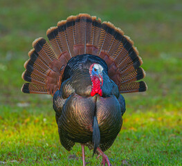 Wild male Tom Osceola turkey - Meleagris gallopavo osceola - strutting while facing camera, full bright red, blue iridescent color display, tail spread, great feather detail, long beard  - obrazy, fototapety, plakaty