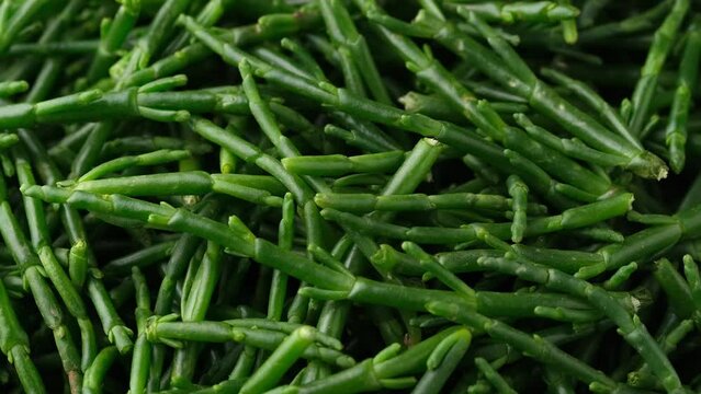 Fresh organic green raw samphire. Rotating video