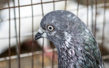 Close up headshot of a domestic pigeon inside of the loft with selective focus
