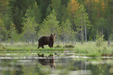 Brown bear at summer scenery in nordic forest