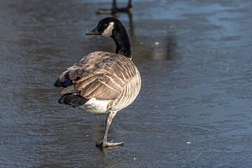 Fototapeta premium Canada Goose (Branta canadensis) on Ice