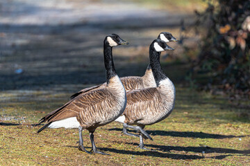 Three Canada Geese (Branta canadensis) on the Watch