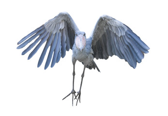 Shoebill aka Shoe billed stork - Balaeniceps rex - in flight flying towards camera, isolated cutout...