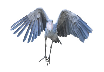 Shoebill aka Shoe billed stork - Balaeniceps rex - in flight flying towards camera, isolated cutout on white background © Chase D’Animulls