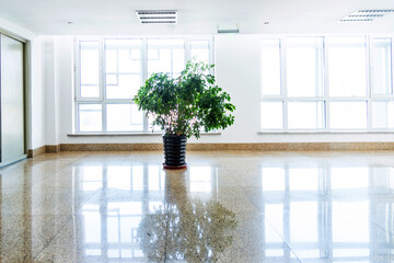Potted plant in empty office room