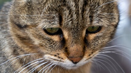 Cute kitten looking down
