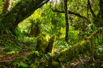 Obraz premium The impenetrable fairytale forest with moss-covered trunks on the slopes of the Taranaki, a volcano on North Island, New Zealand 