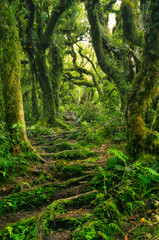 Pathway through mysterious forest with moss-covered trees, ferns and roots in the so-called goblin forest on Mount Taranaki, North Island, New Zealand

