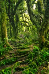 Fotobehang Pad door mysterieus bos met met mos bedekte bomen, varens en wortels in het zogenaamde goblin-bos op de berg Taranaki, Noordereiland, Nieuw-Zeeland © Hans