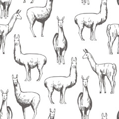 Vector  pattern with  lamas.