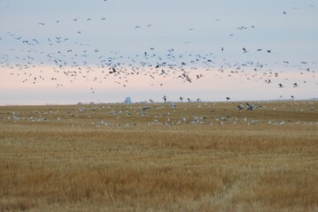 A flock of snow geese over a Saskatchewan wheat field 